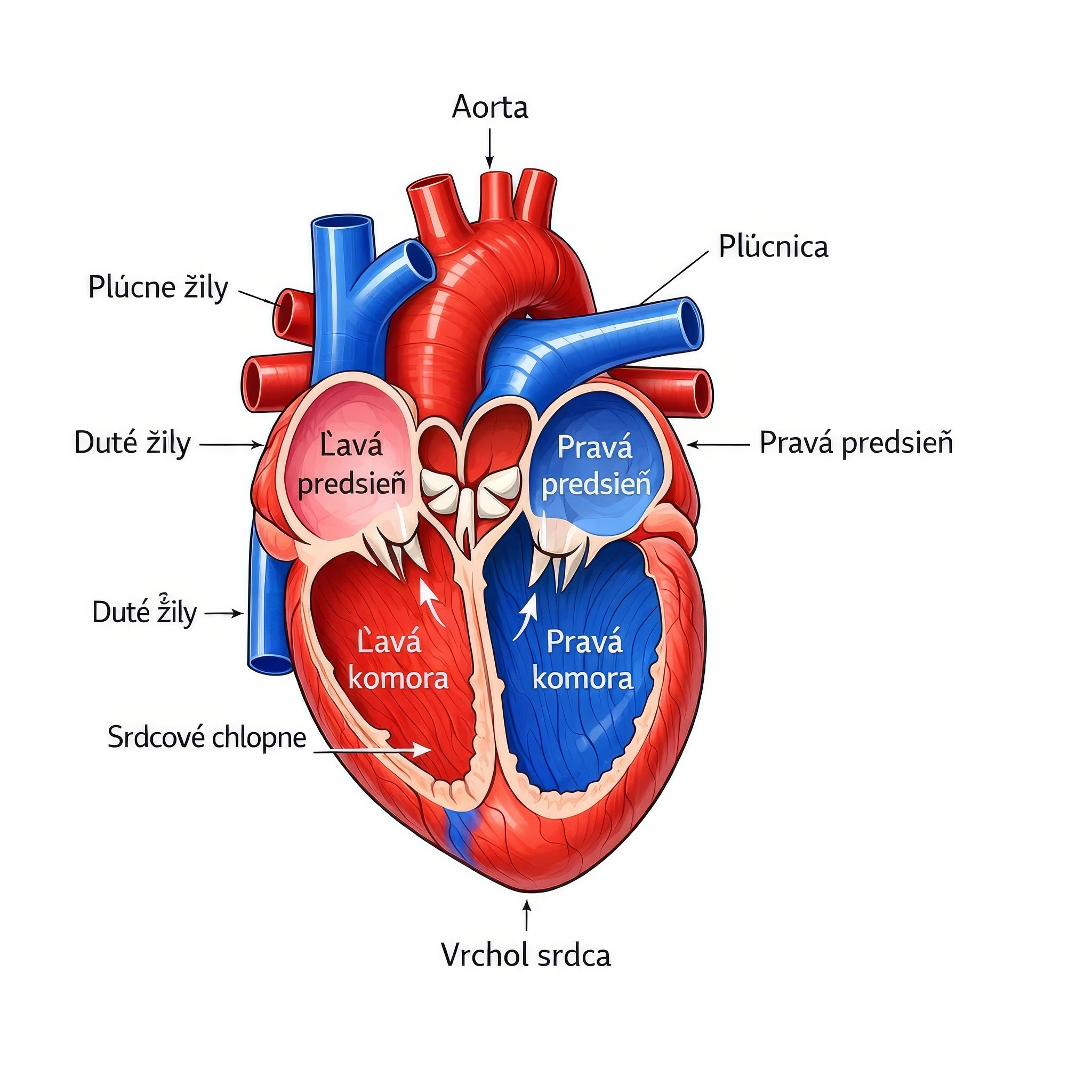 Schéma ľudského srdca – štyri komory, smer toku krvi a rozdiel medzi okysličenou a odkysličenou krvou