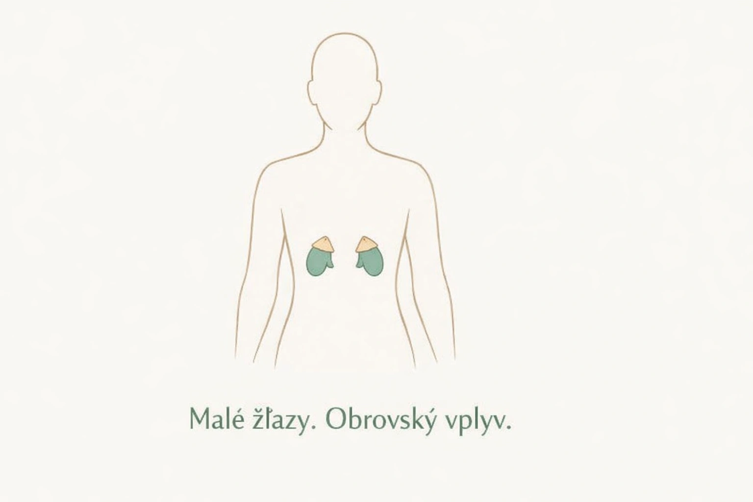 Ilustrácia umiestnenia nadobličiek na obličkách v ľudskom tele – žľazy produkujúce kortizol