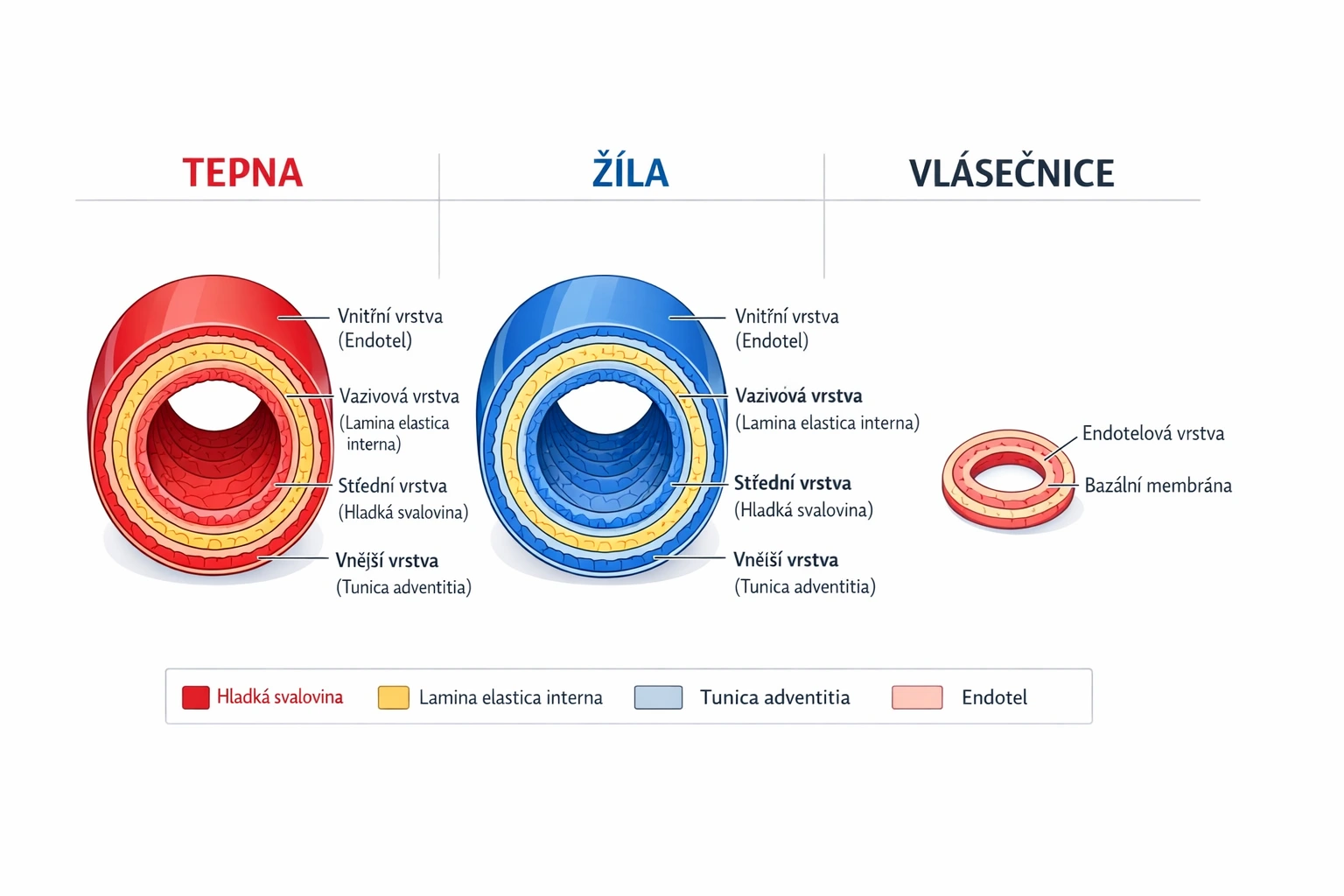 Porovnání průřezu tepny, žíly a vlásečnice – struktura cévních stěn lidského kardiovaskulárního systému