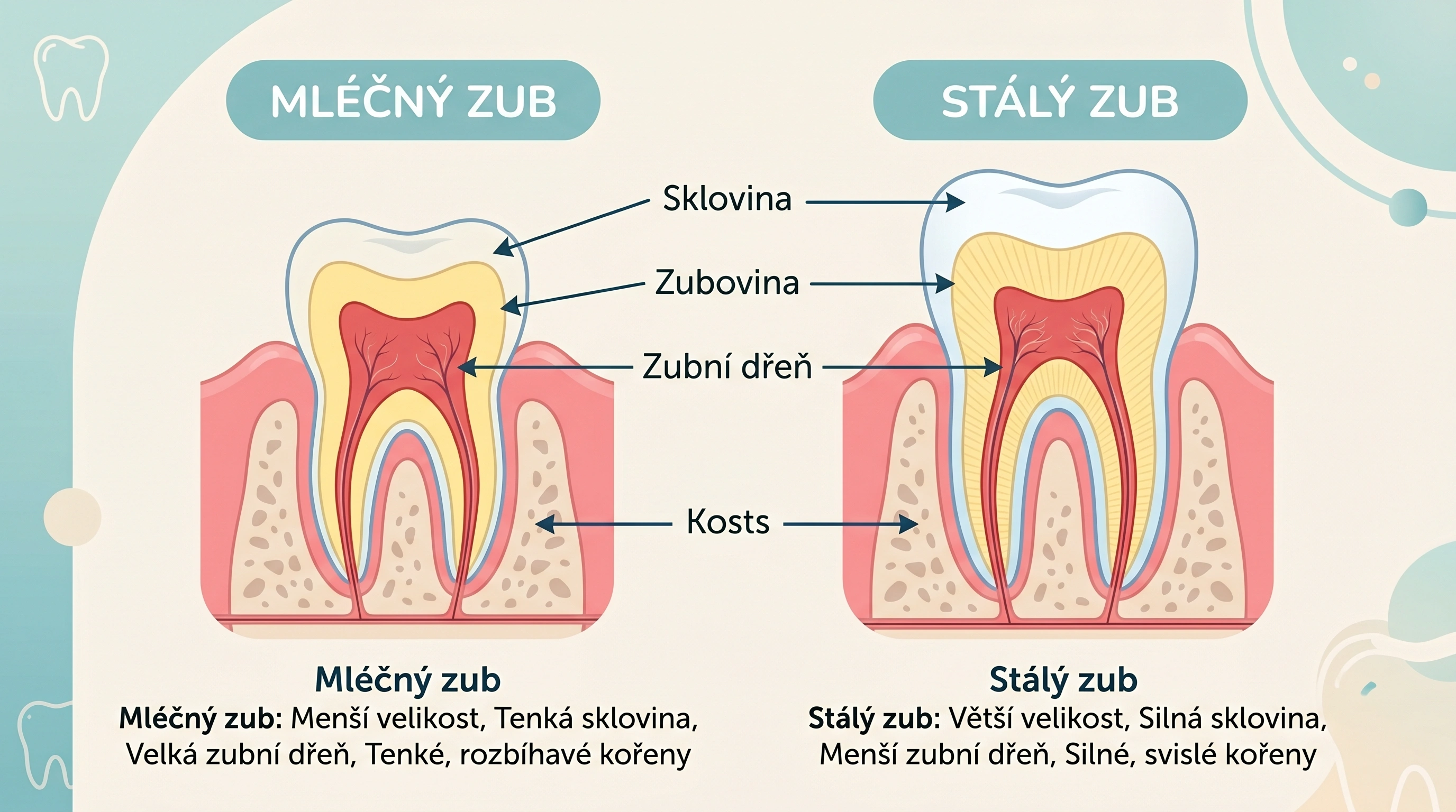 Srovnávací ilustrace průřezu mléčného a stálého zubu – tenčí sklovina a měkčí dentin u mléčného zubu