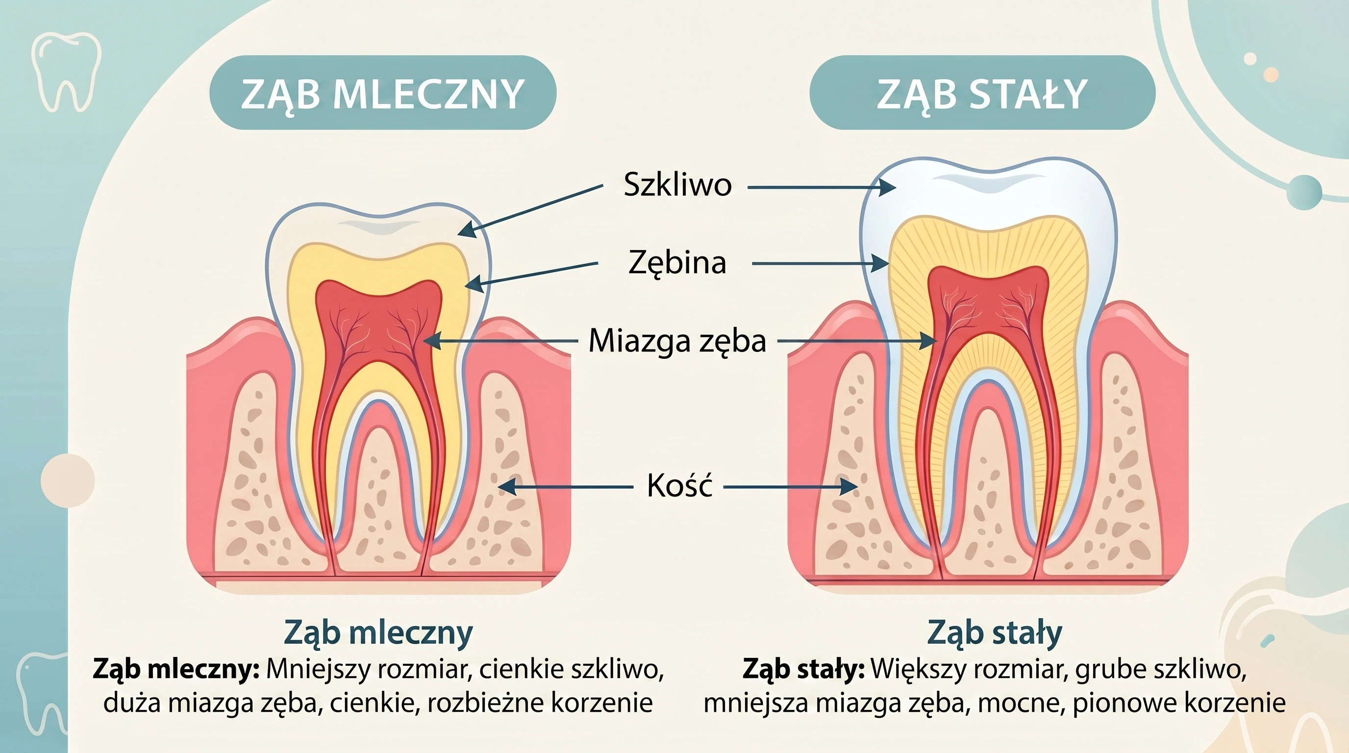 Porównawcza ilustracja przekroju zęba mlecznego i stałego – cieńsze szkliwo i bardziej miękka zębina w zębie mlecznym