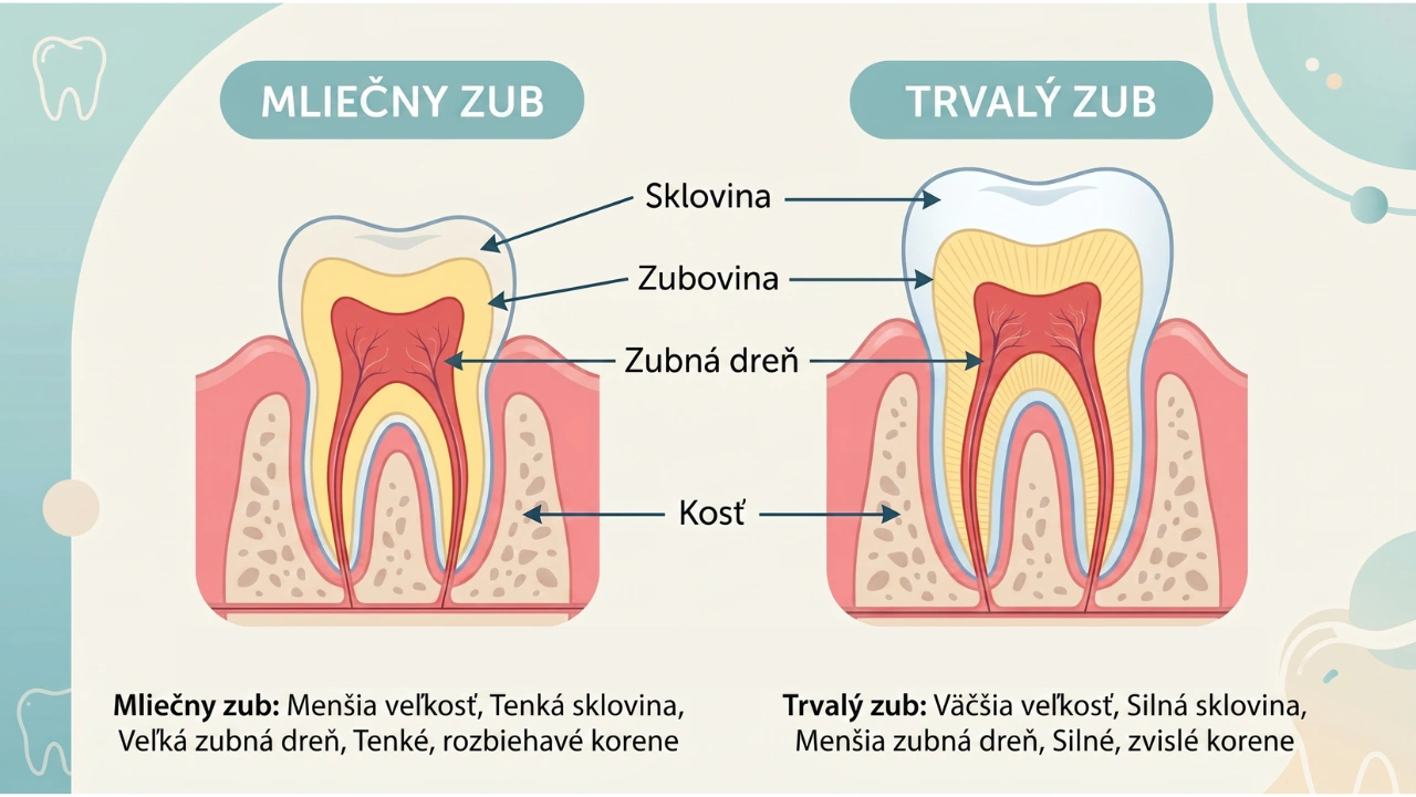 Porovnávacia ilustrácia prierezu mliečneho a stáleho zuba – tenšia sklovina a mäkší dentín u mliečneho zuba