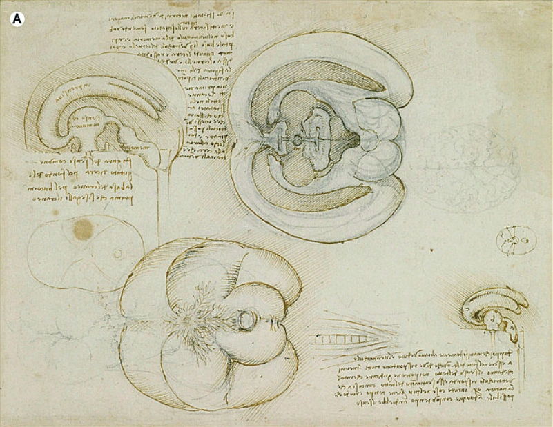 Disegni anatomici di Leonardo raffiguranti le cavità cardiache e cerebrali – studio del flusso sanguigno