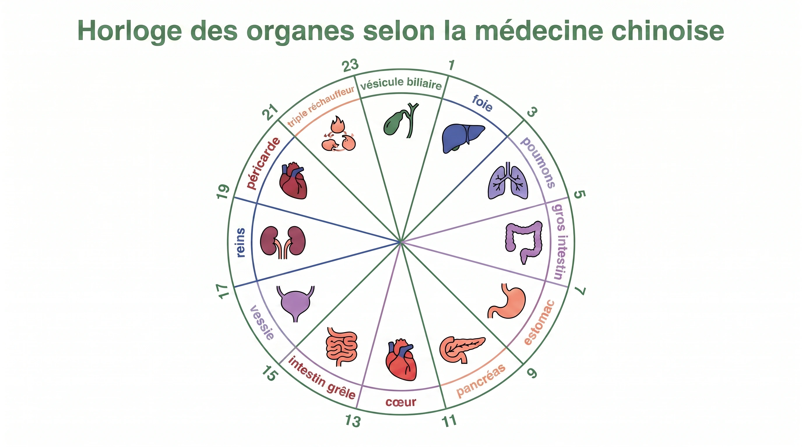 Infographie circulaire de l'horloge des organes de la médecine traditionnelle chinoise montrant les 12 organes et leurs pics d'activité de deux heures