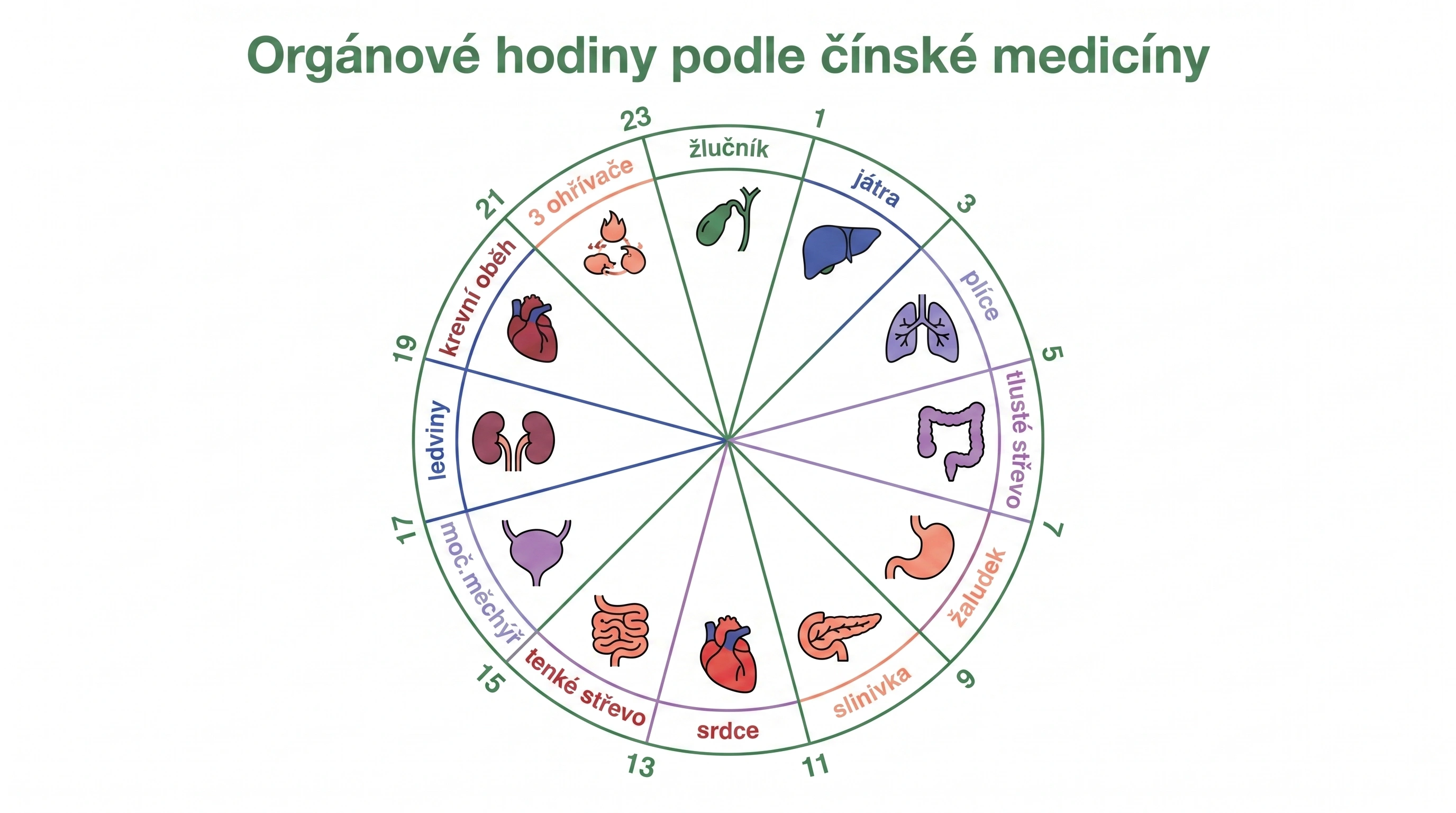 Kruhová infografika orgánových hodin tradiční čínské medicíny se všemi 12 orgány a jejich dvouhodinovými vrcholy aktivity
