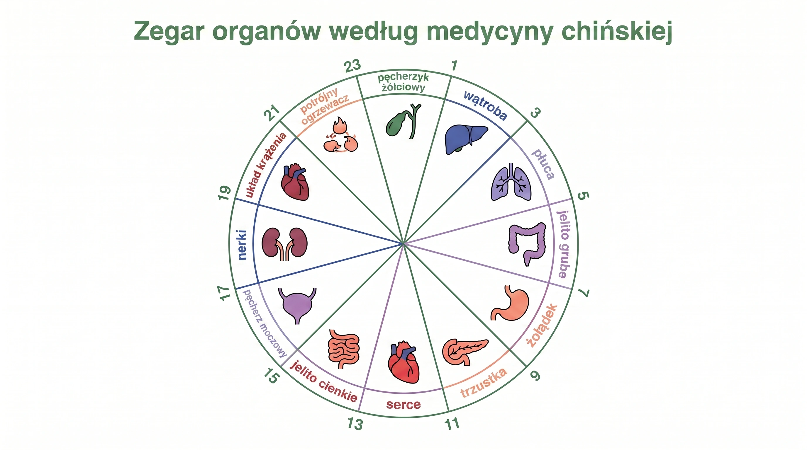 Okrągła infografika zegara organów tradycyjnej medycyny chińskiej ze wszystkimi 12 narządami i ich dwugodzinnymi szczytami aktywności