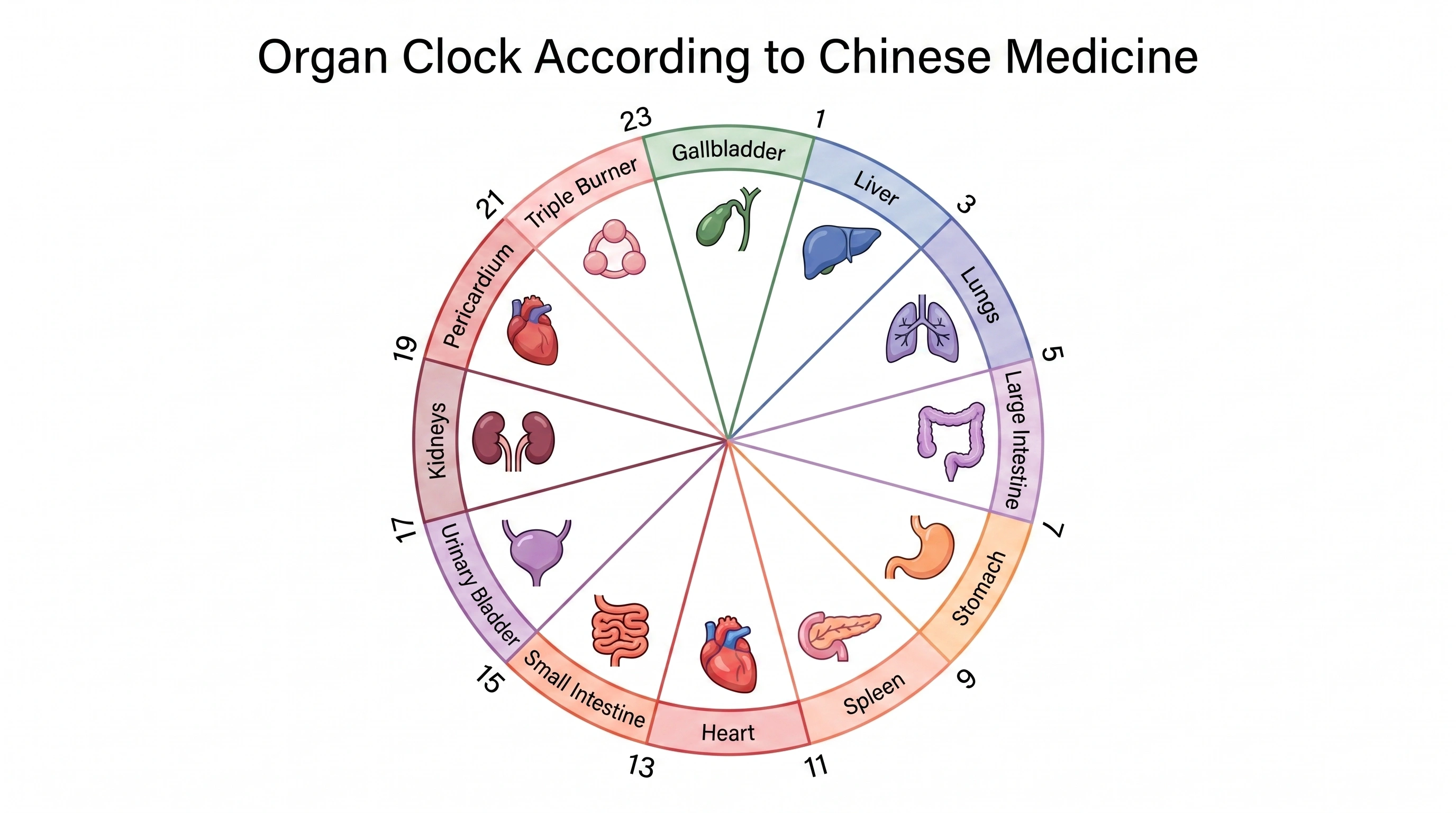 Circular infographic of the Traditional Chinese Medicine organ clock showing all 12 organs and their two-hour activity peaks