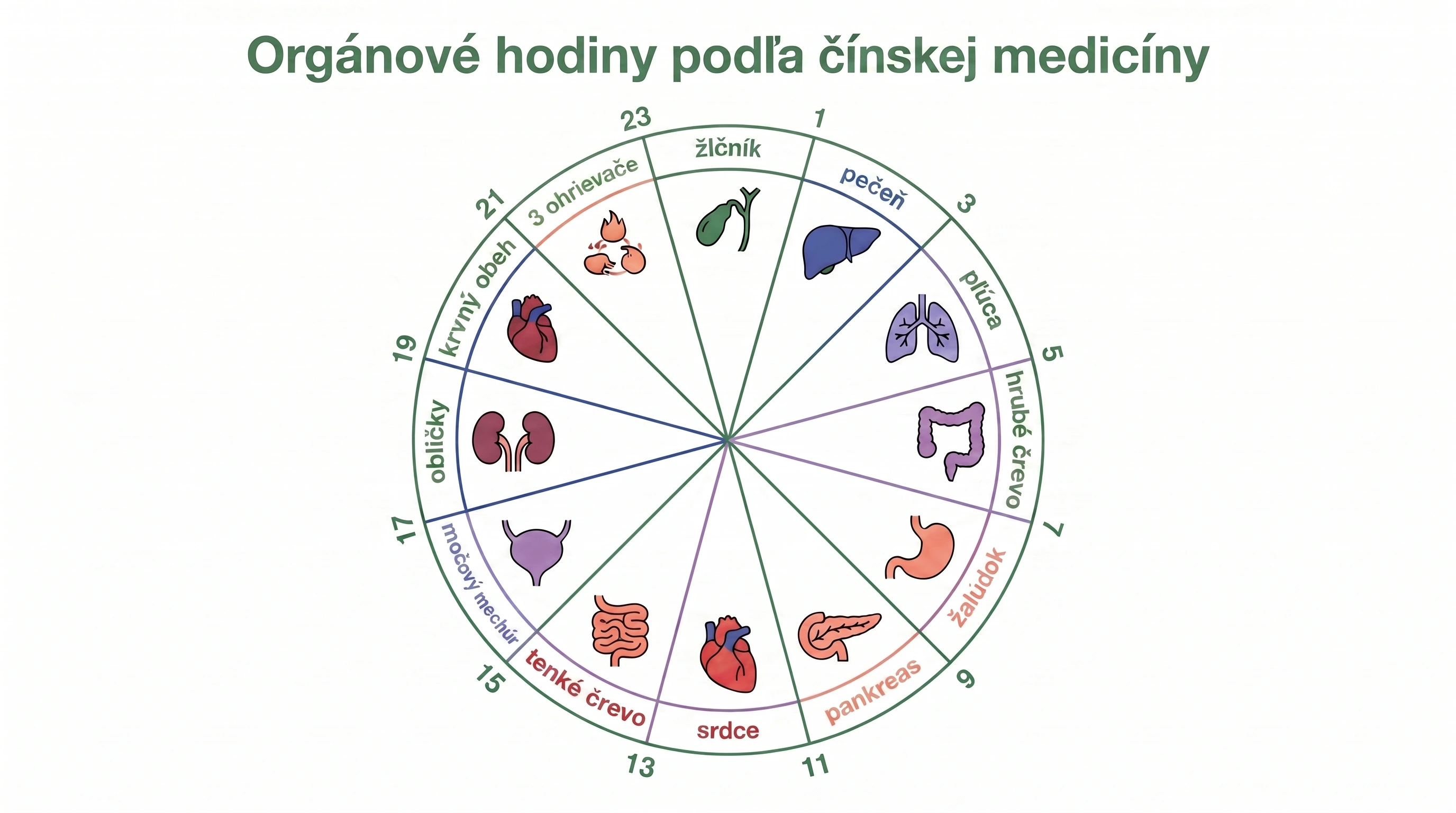 Kruhová infografika orgánových hodín tradičnej čínskej medicíny so všetkými 12 orgánmi a ich dvojhodinovými vrcholmi aktivity