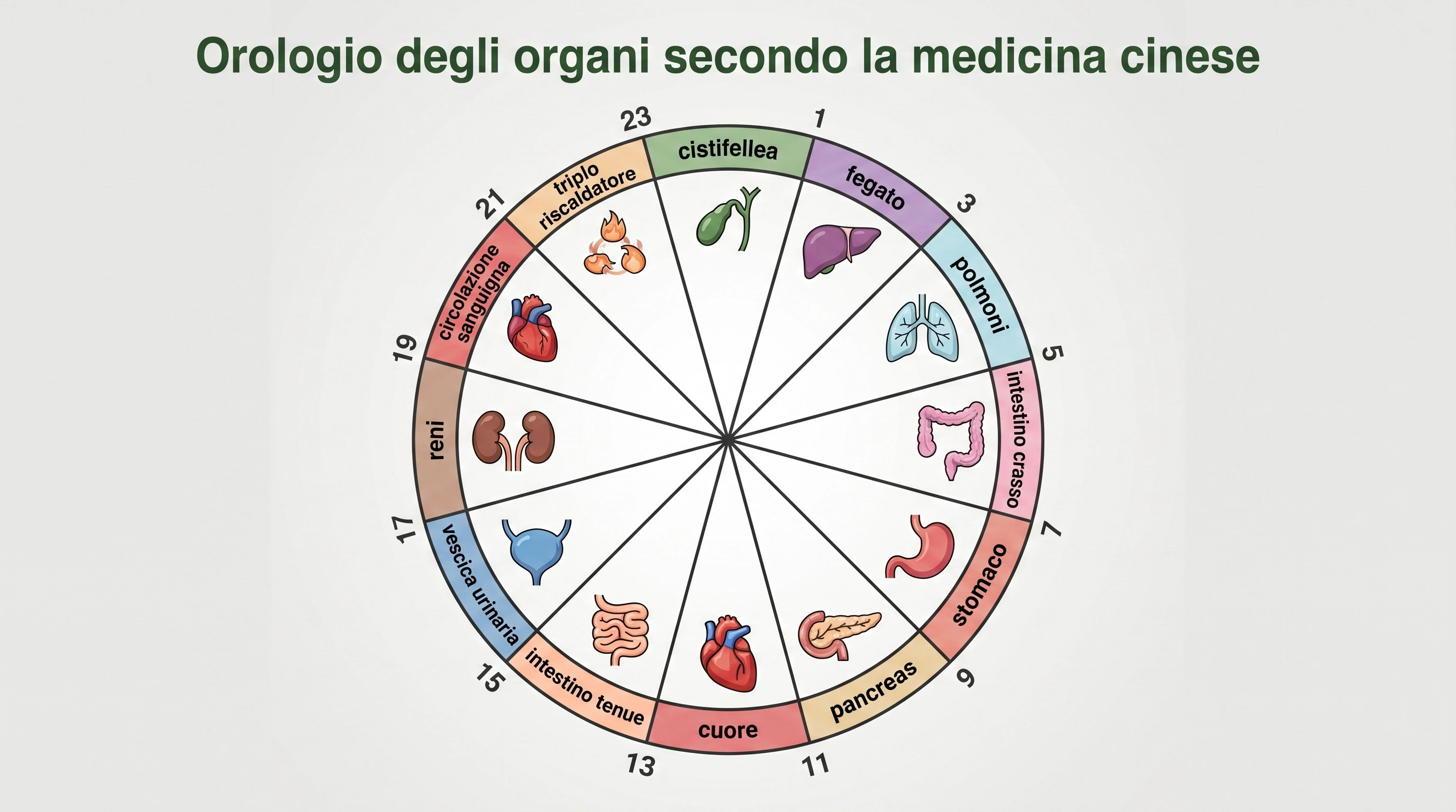 Infografica circolare dell'orologio degli organi della medicina tradizionale cinese con tutti i 12 organi e i loro picchi di attività di due ore