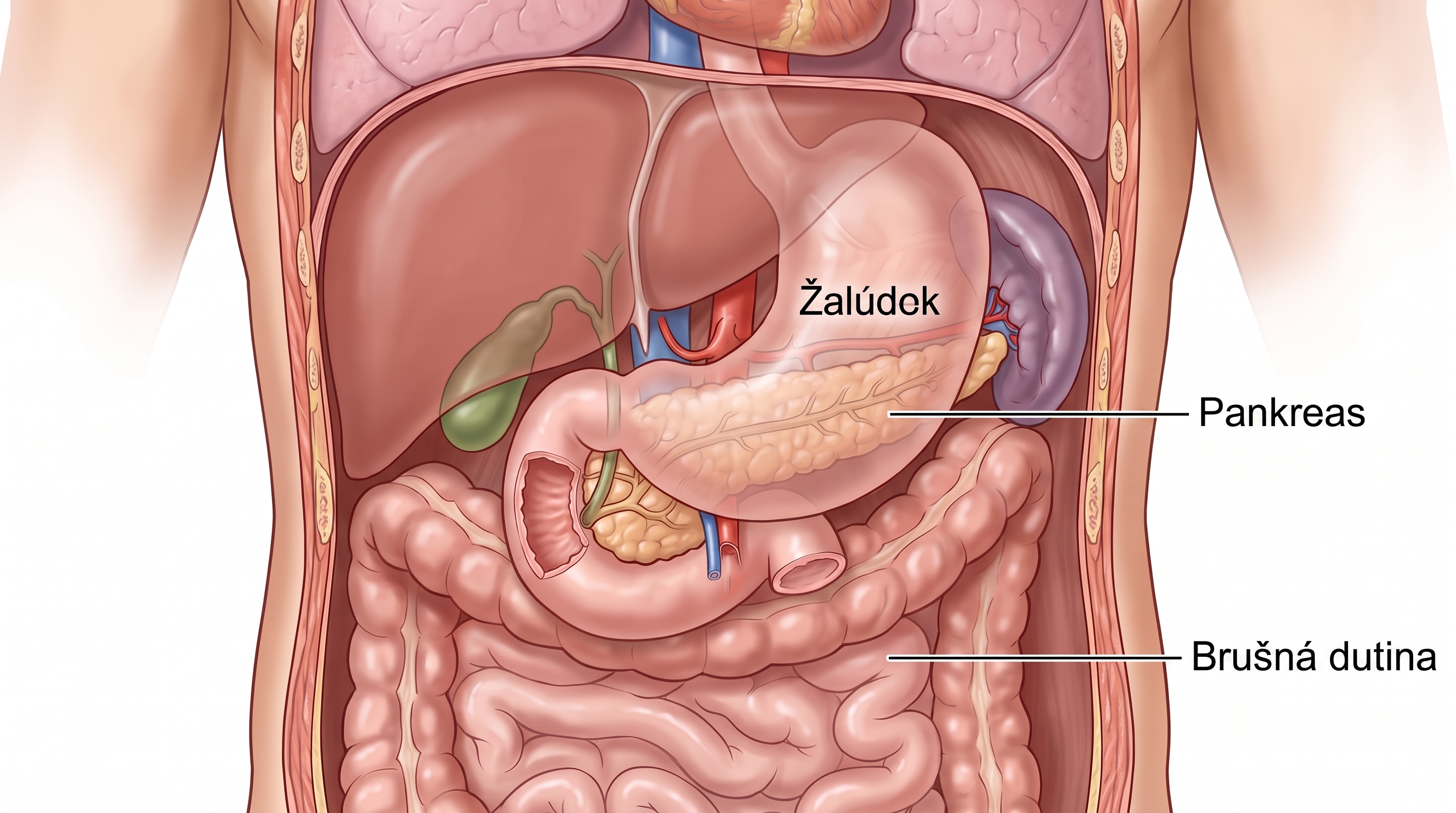 Schematická ilustrácia polohy pankreasu za žalúdkom v brušnej dutine