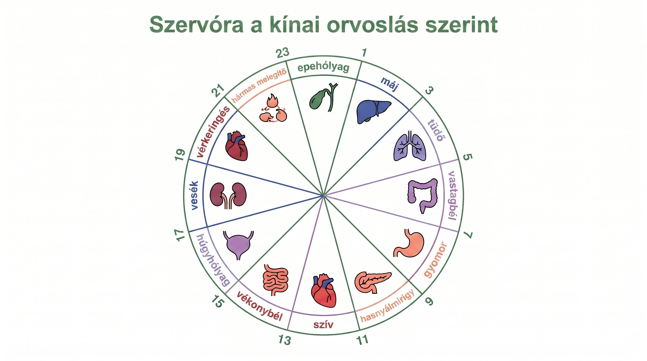 A hagyományos kínai orvoslás szervórájának kördiagramja mind a 12 szervvel és kétórás aktivitási csúcsaikkal