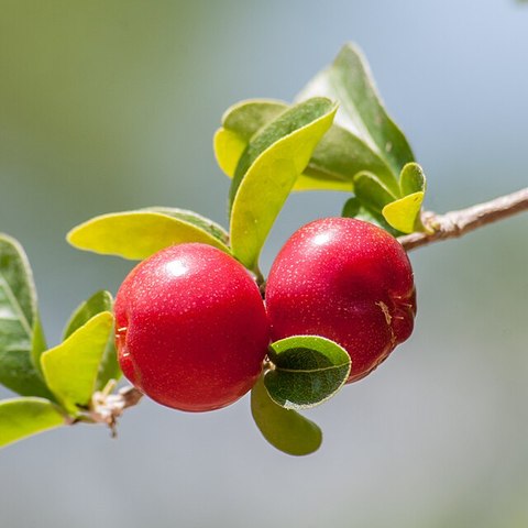 Acerola (extract)
