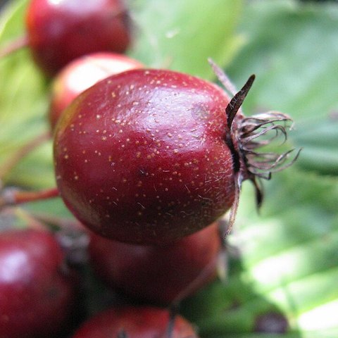 Hloh (Crataegus)