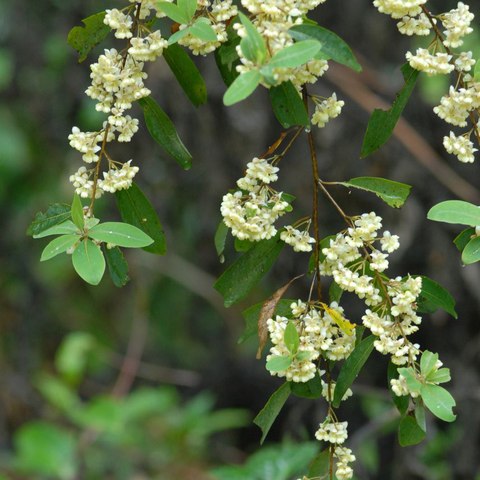 Litsea cubeba