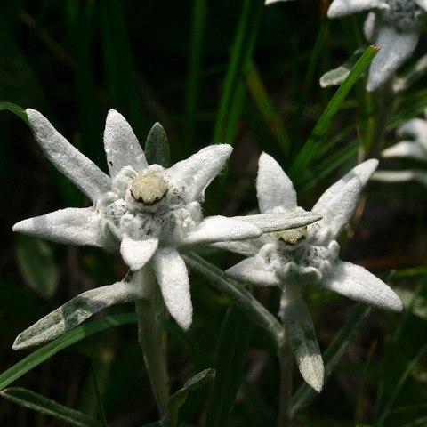 Edelweiss (Leontopodium alpinum)