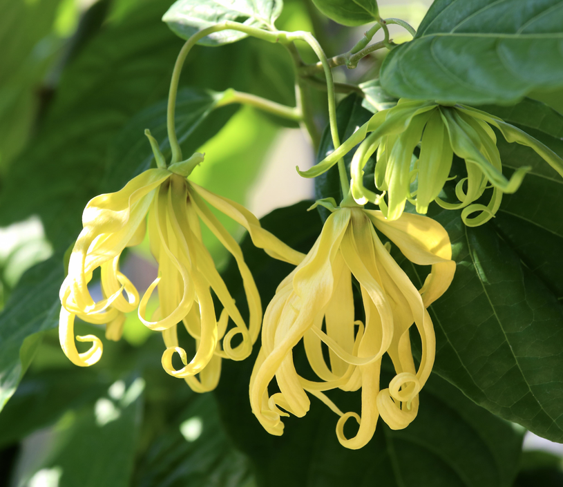 Kananga vonná (Ylang-ylang)